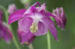 European columbine